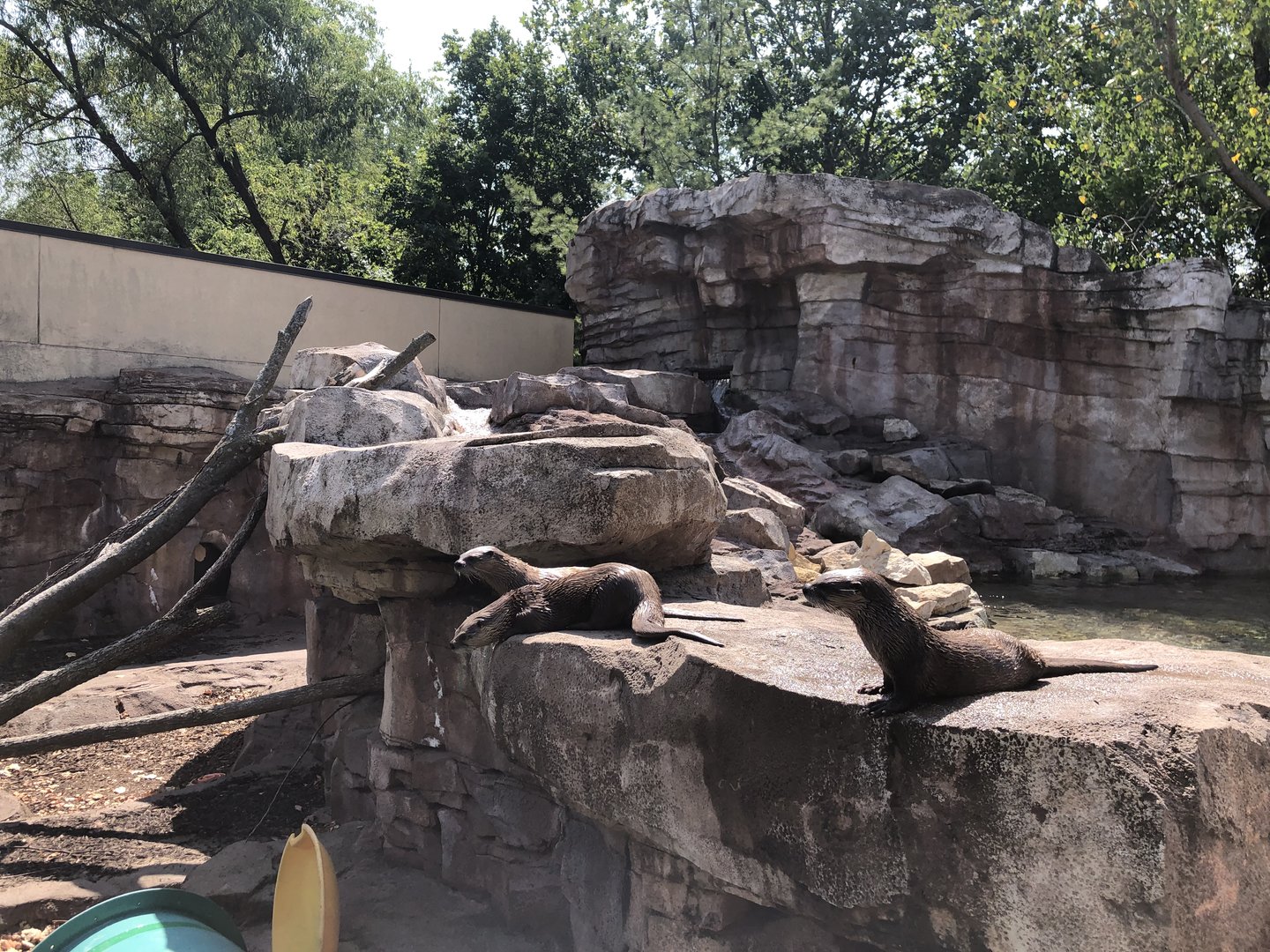 River Otters
