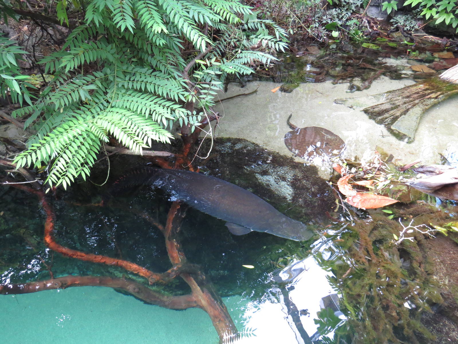 River pool, June 2015.