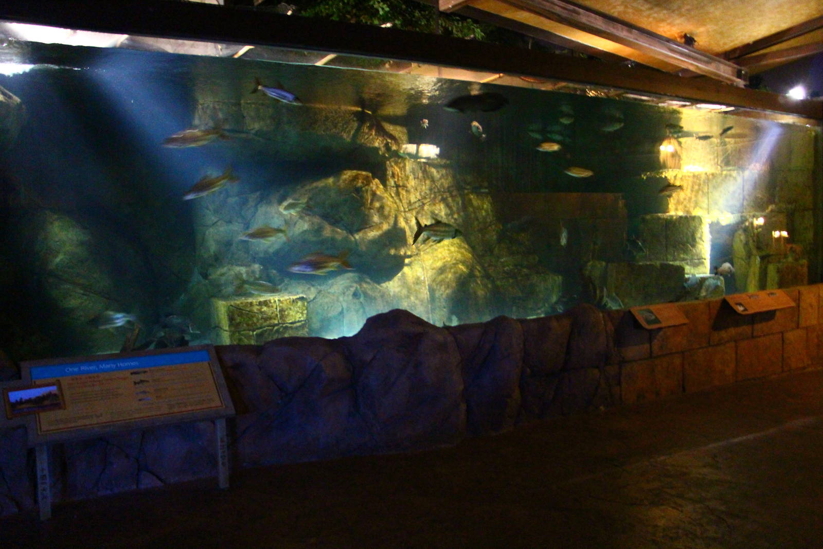 River Safari After Dark