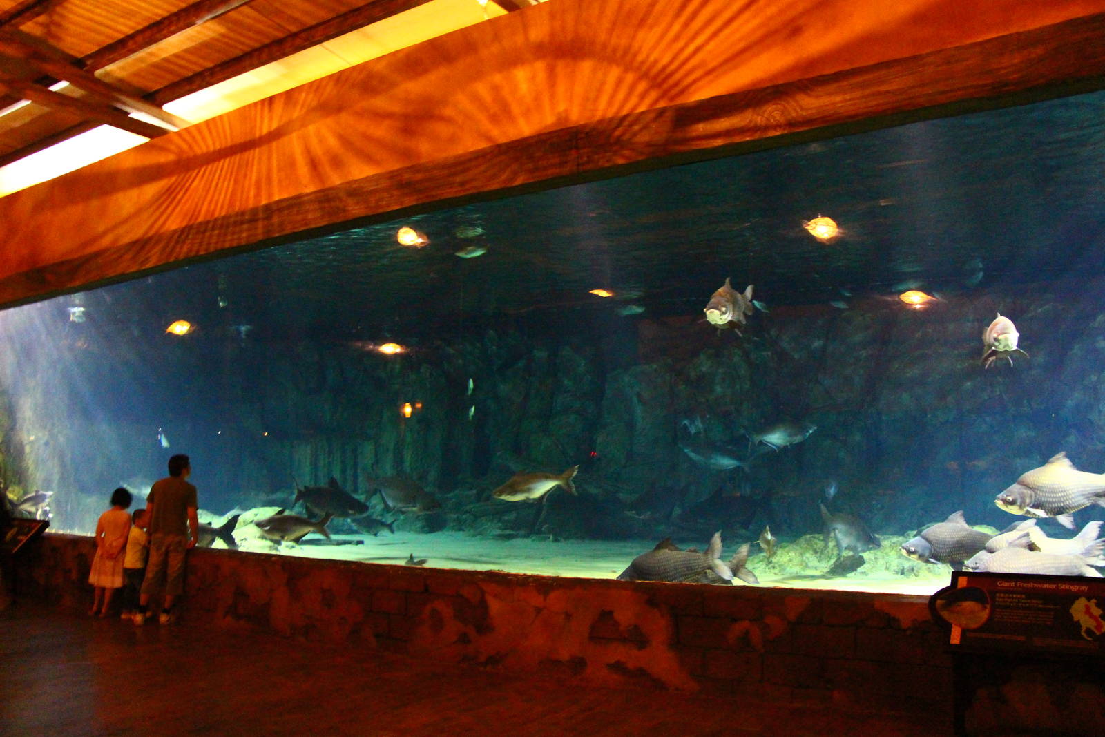 River Safari After Dark