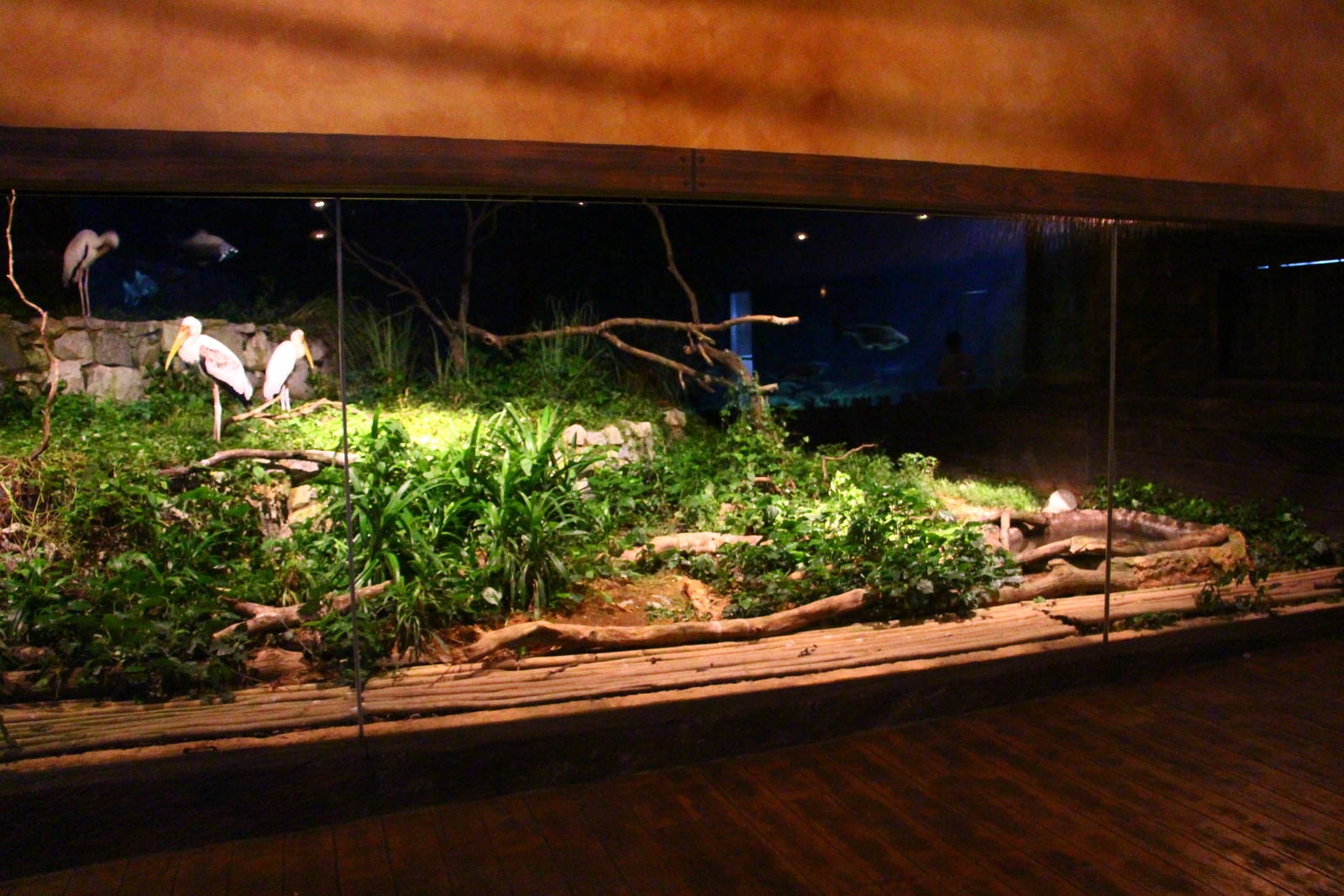 River Safari After Dark