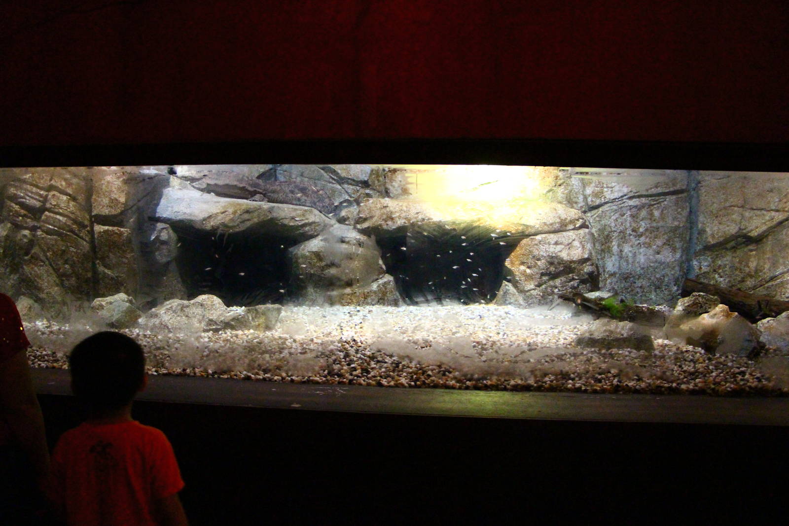 River Safari After Dark