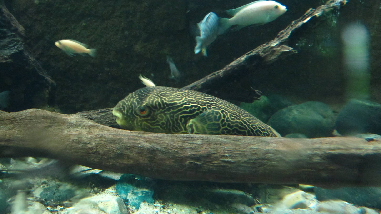River Safari - Congo Puffer