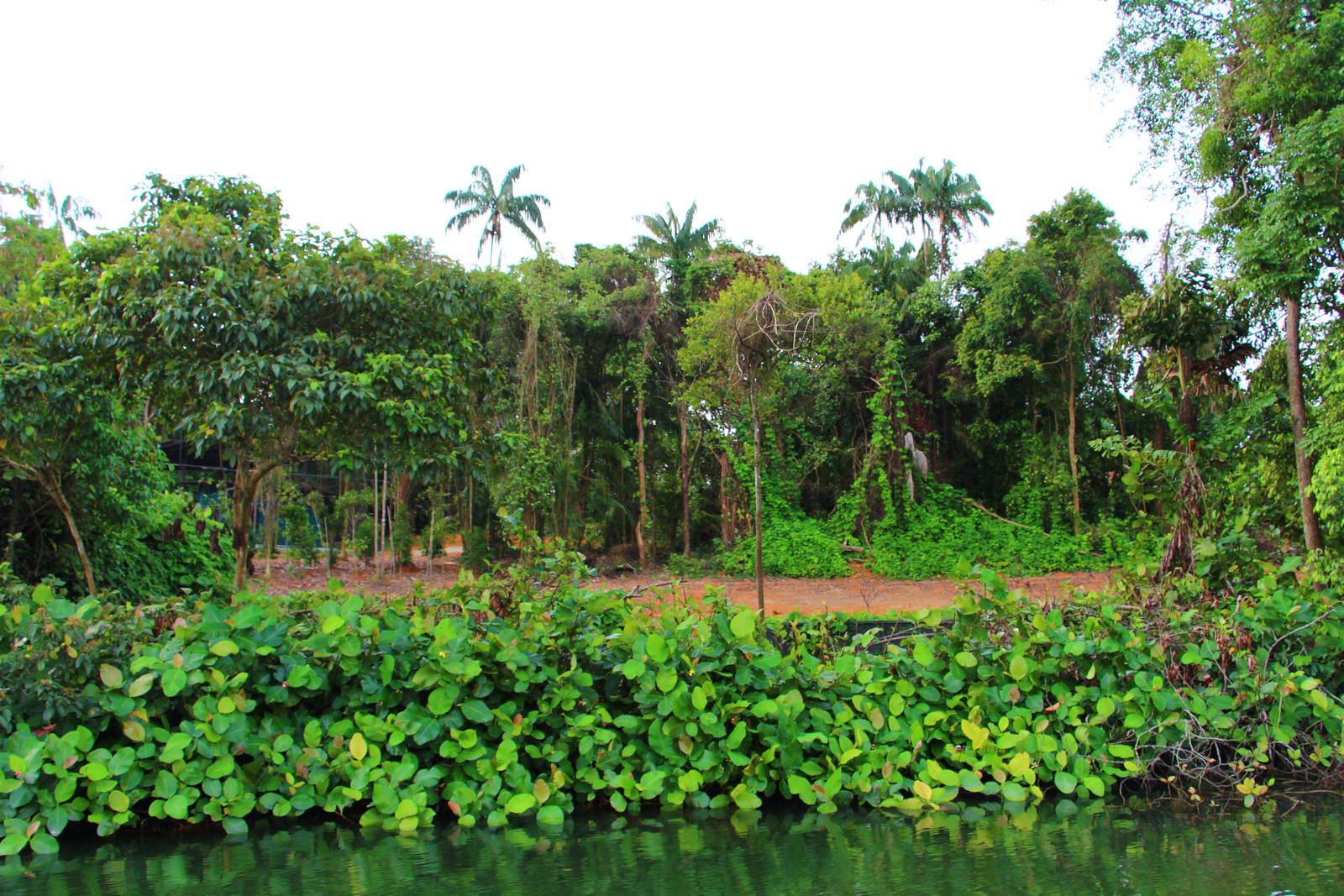 River Safari Cruise - Asian Elephant