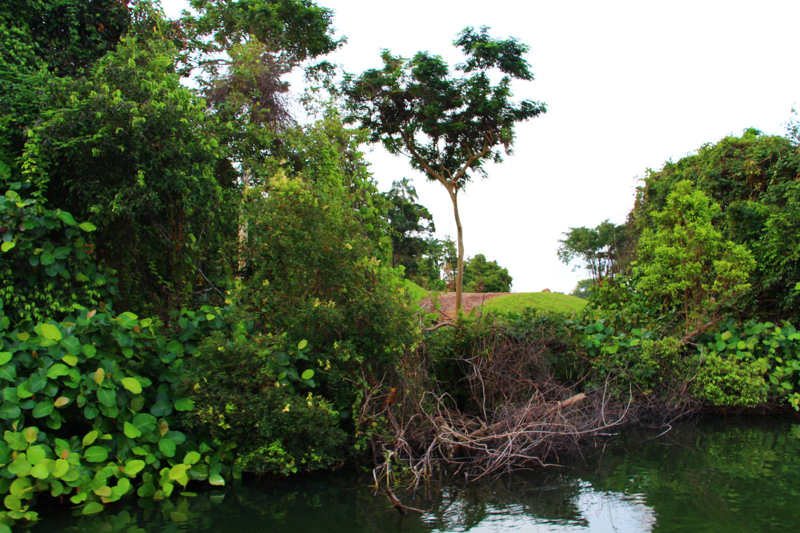 River Safari Cruise - Asian Elephant