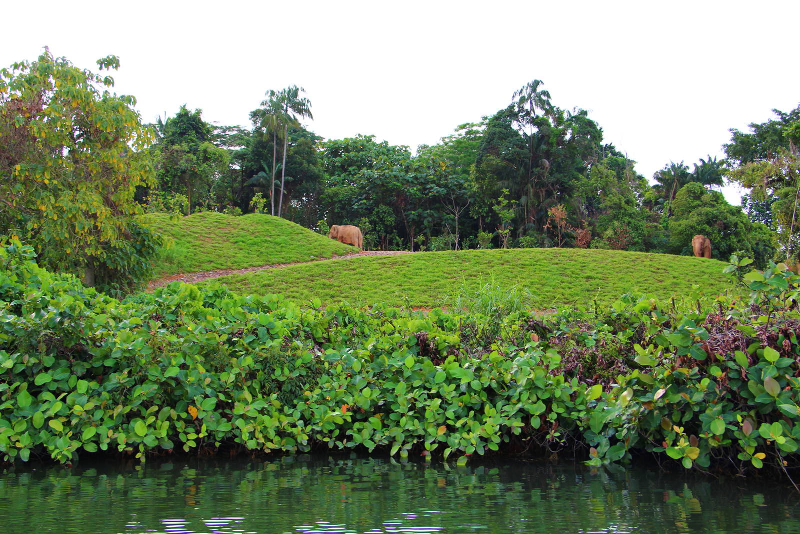 River Safari Cruise - Asian Elephant