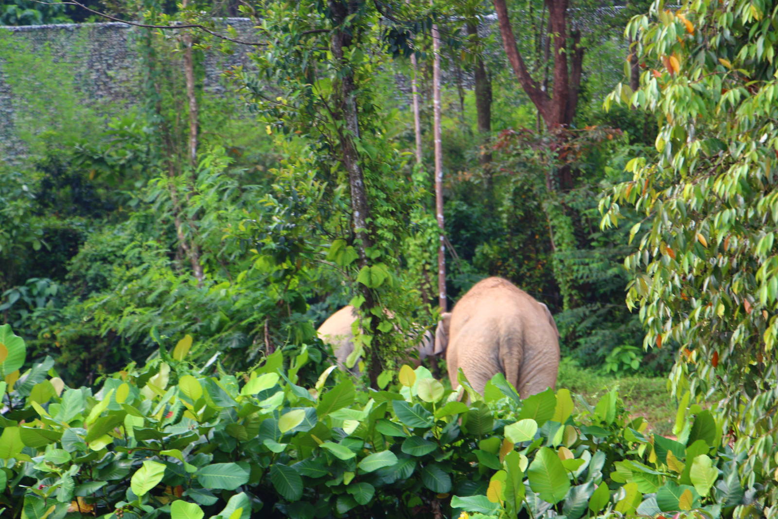 River Safari Cruise - Asian Elephants