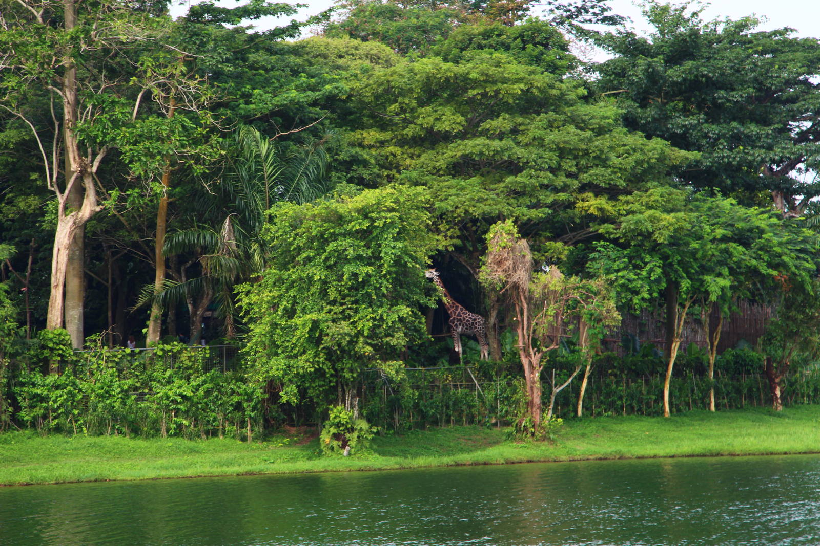 River Safari Cruise - Baringo Giraffe
