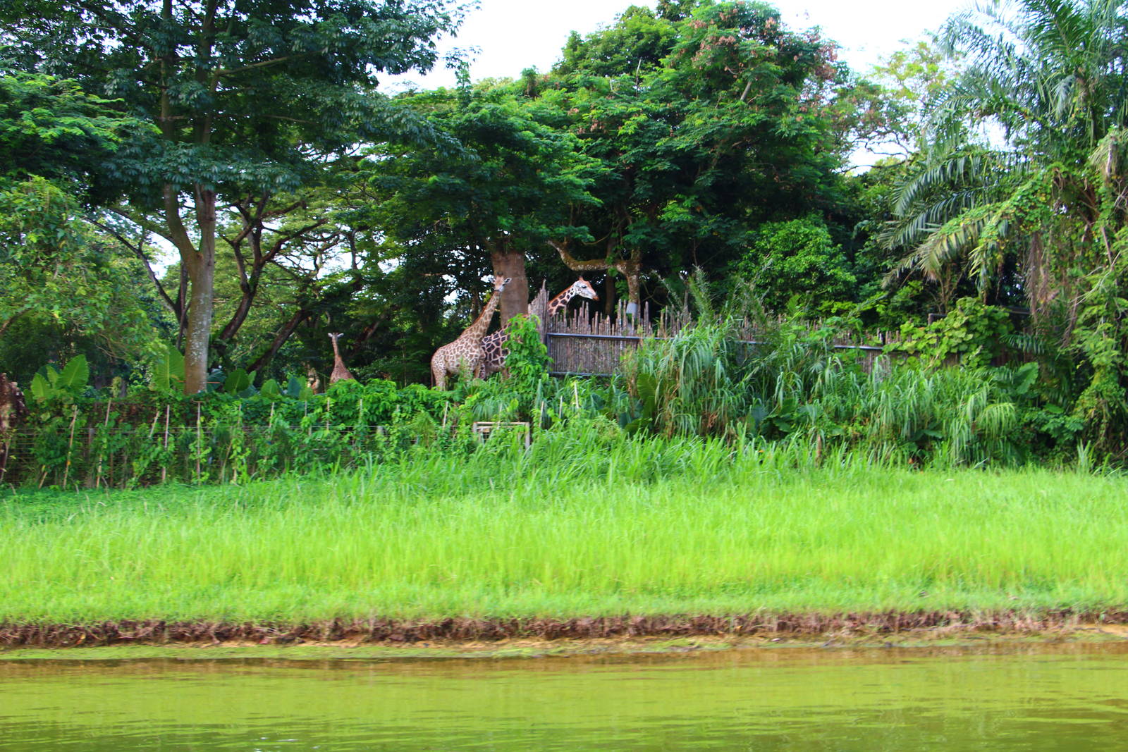 River Safari Cruise - Giraffe