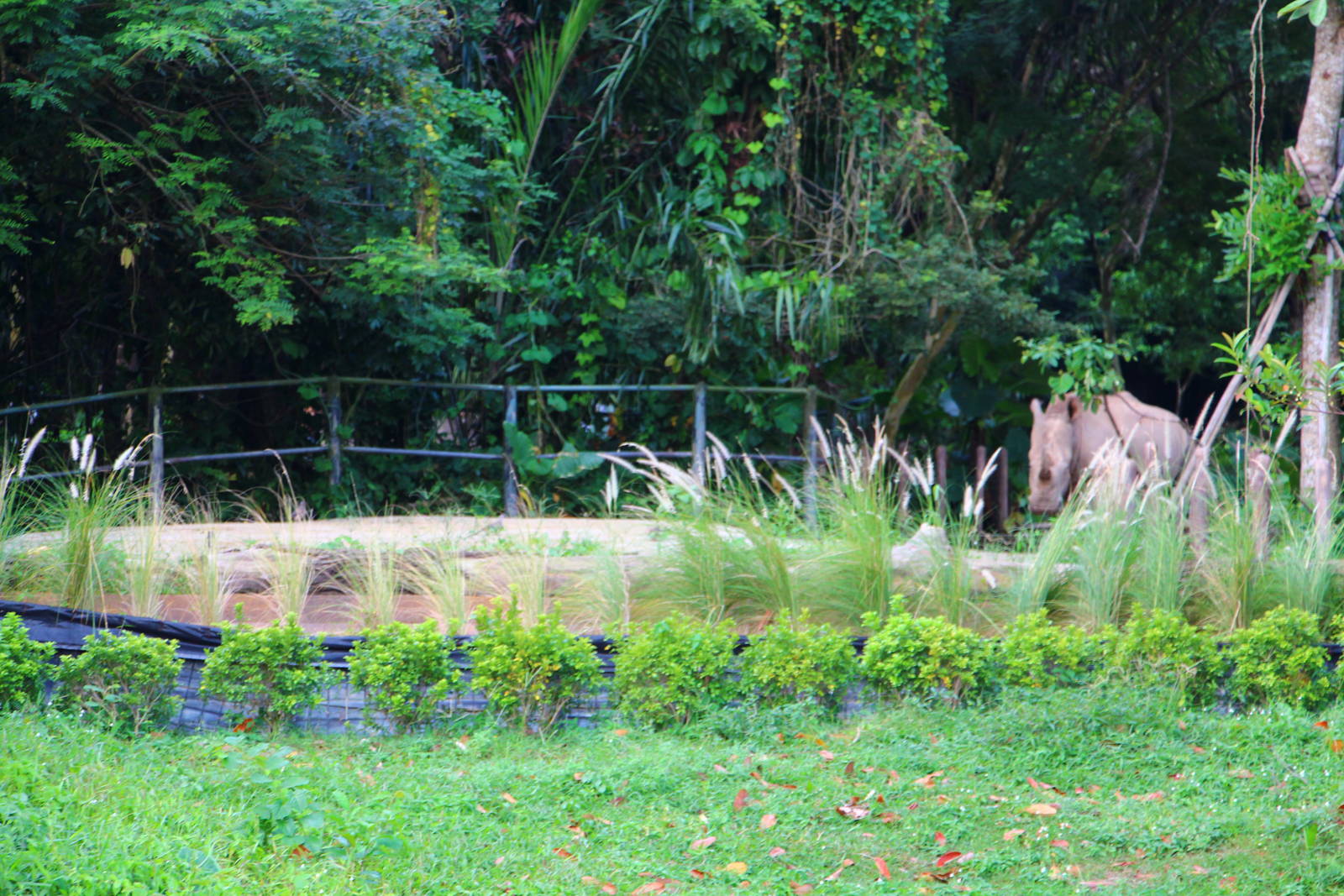 River Safari Cruise - White Rhino