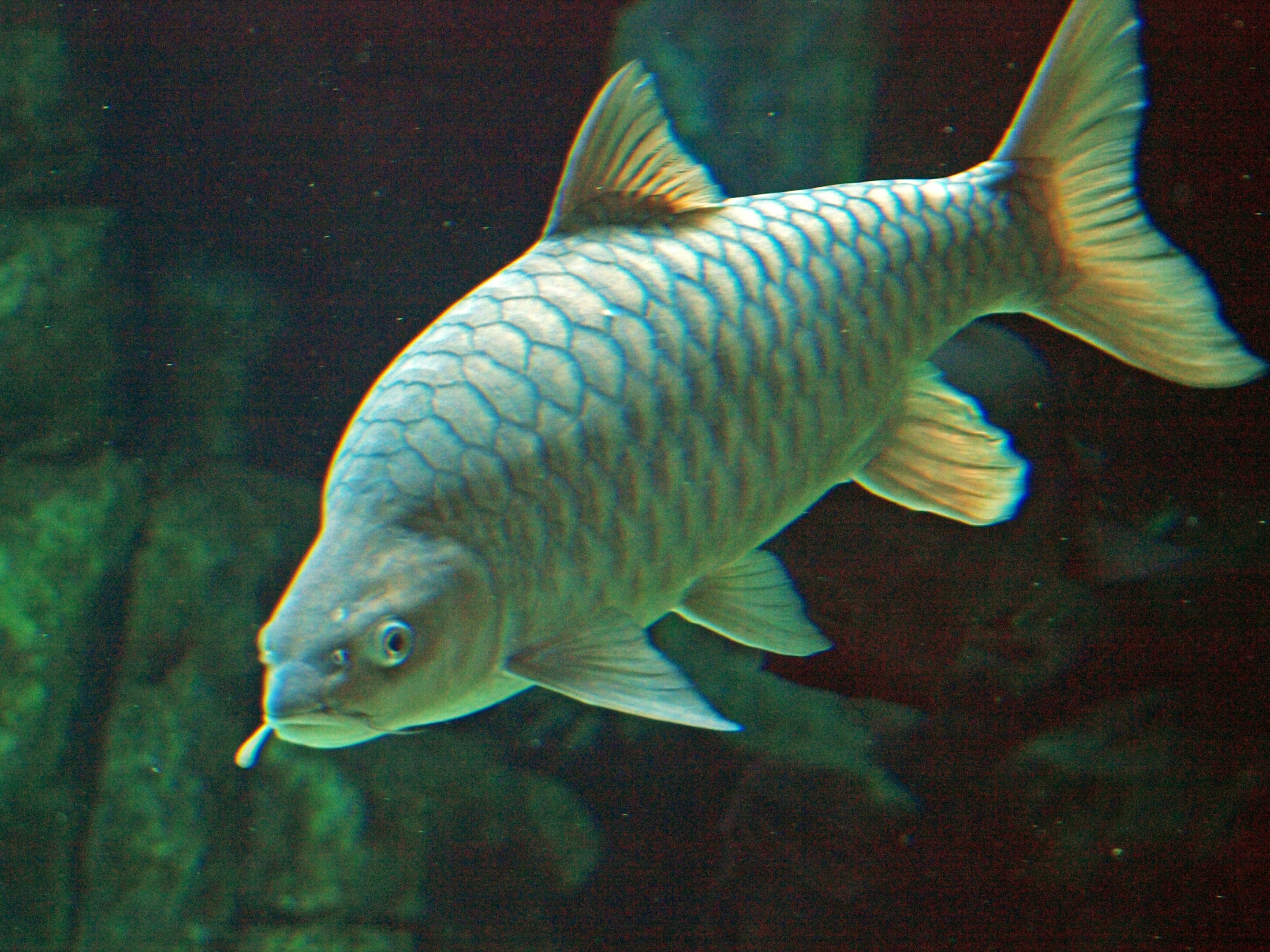 River Safari - Mekong - Carp?