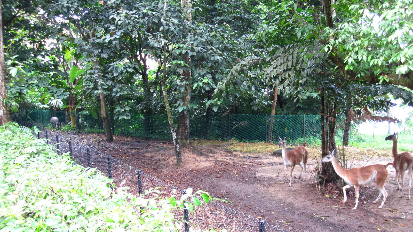 River Safari Temporary Animal Holding
