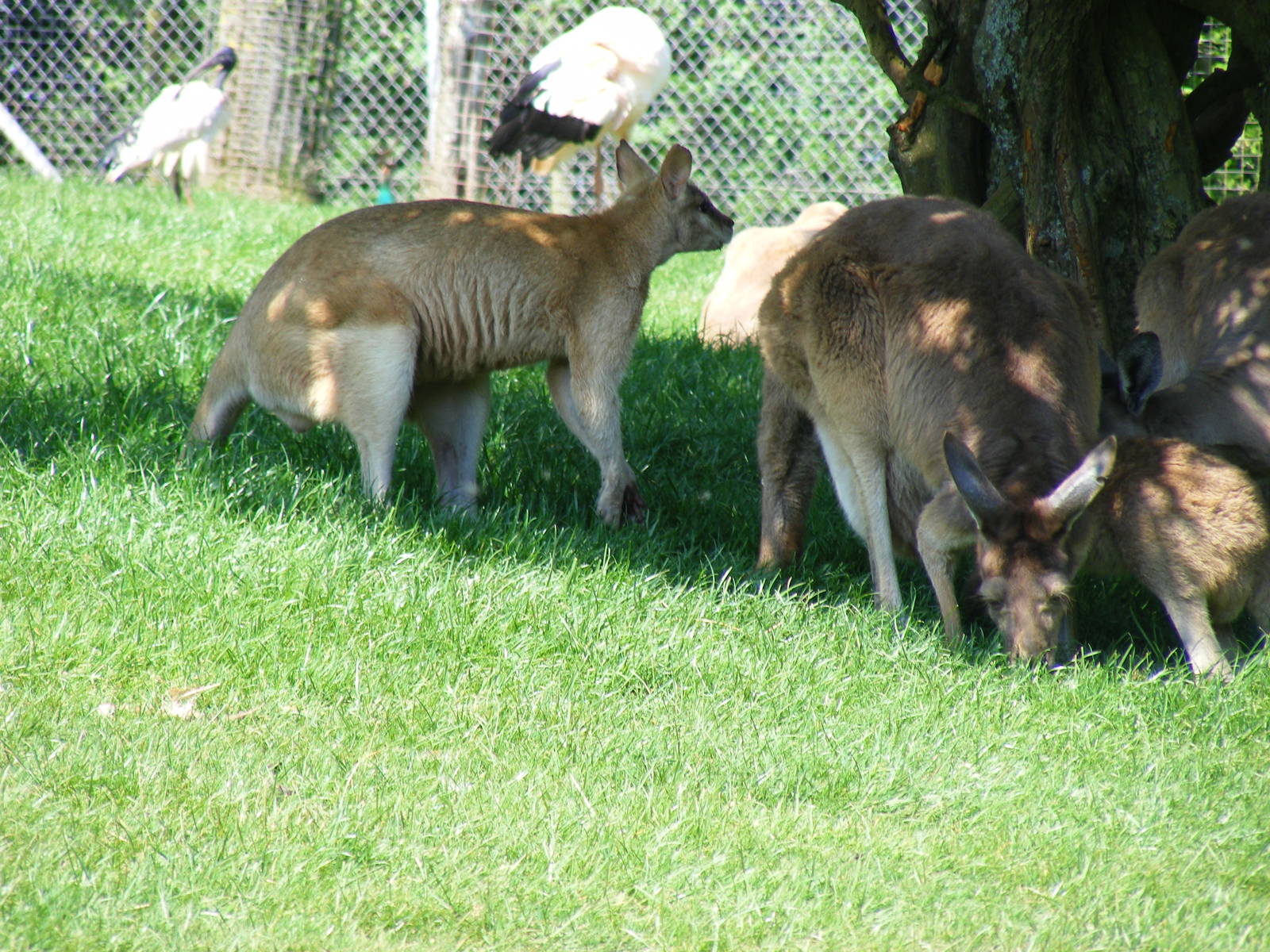 River sand wallaby and kangaroos at South Lakes Wild Animal Park, 23 May 20
