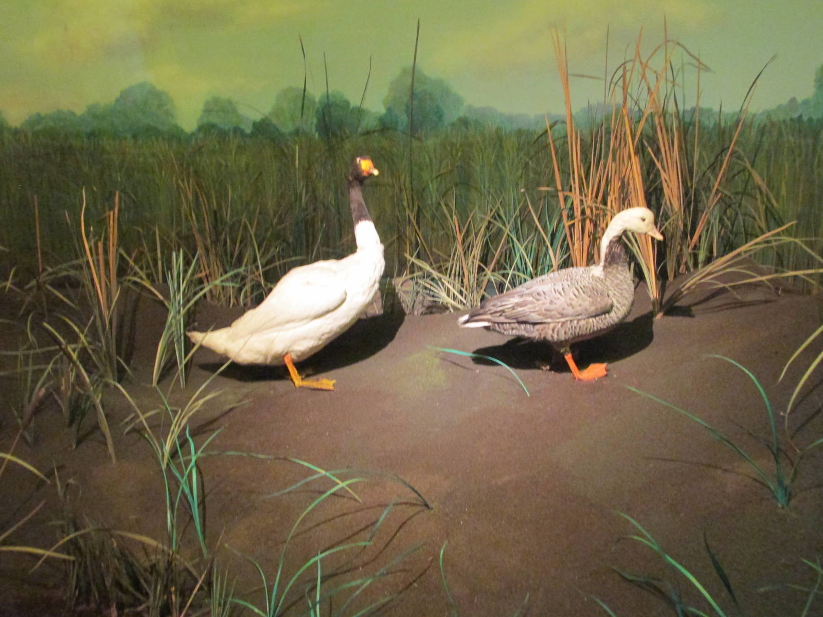 river scene museo de historia natural