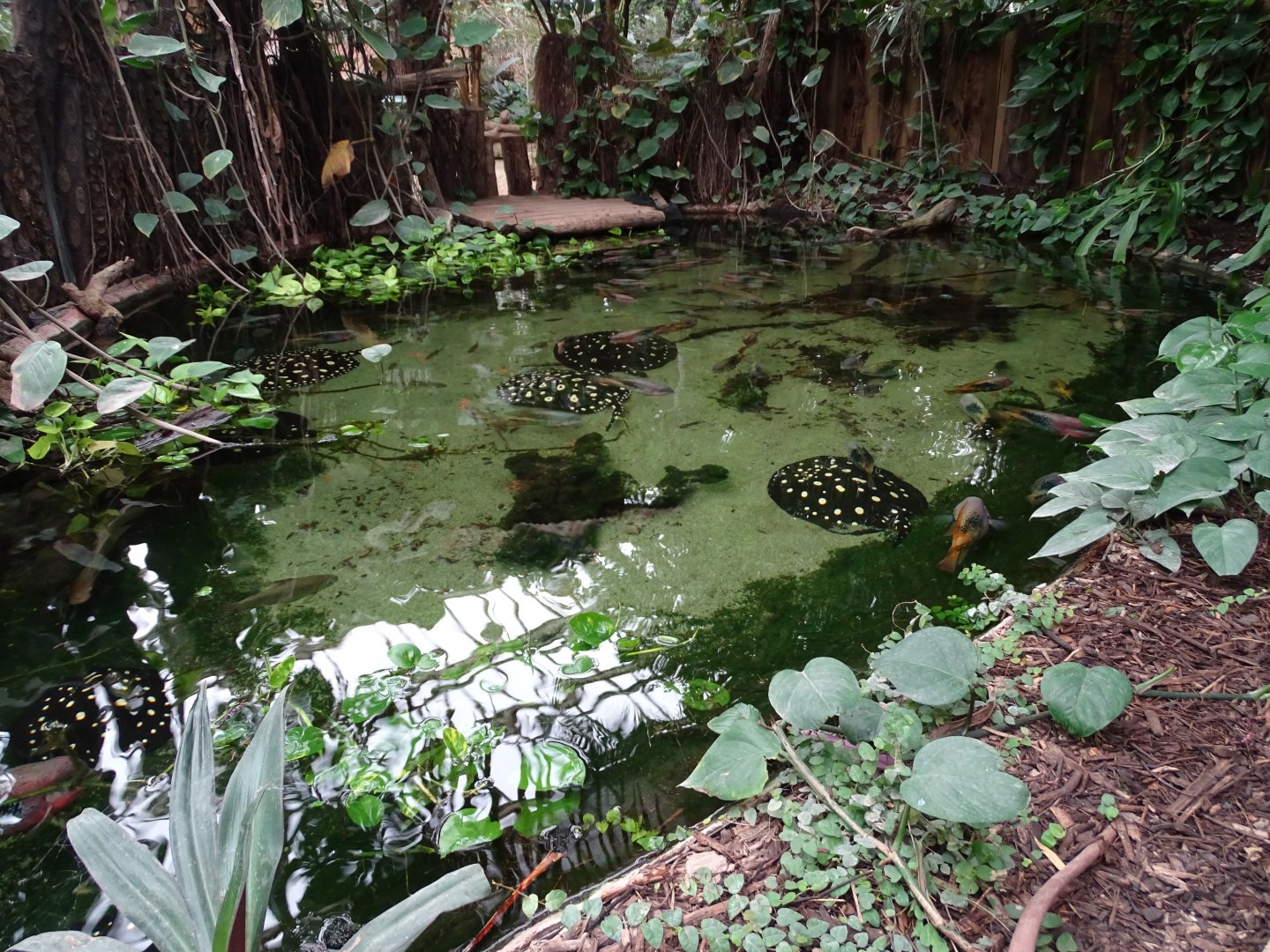 River stingray (Potamotrygon leopoldi) exhibit
