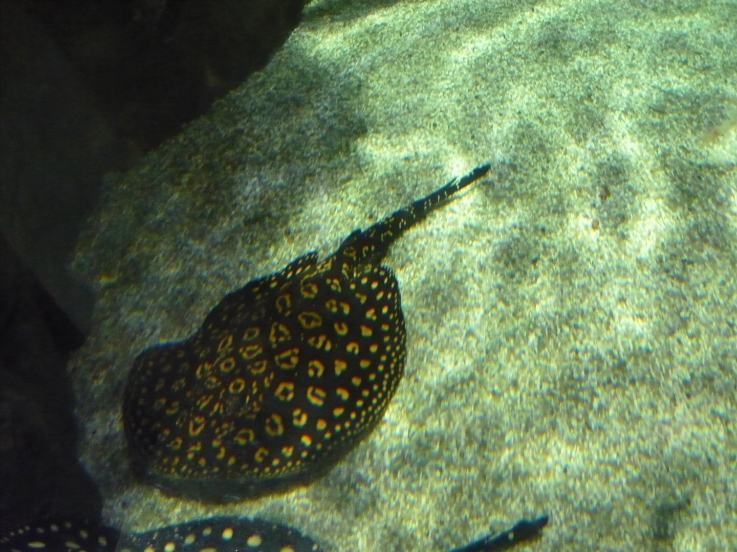 River stingray