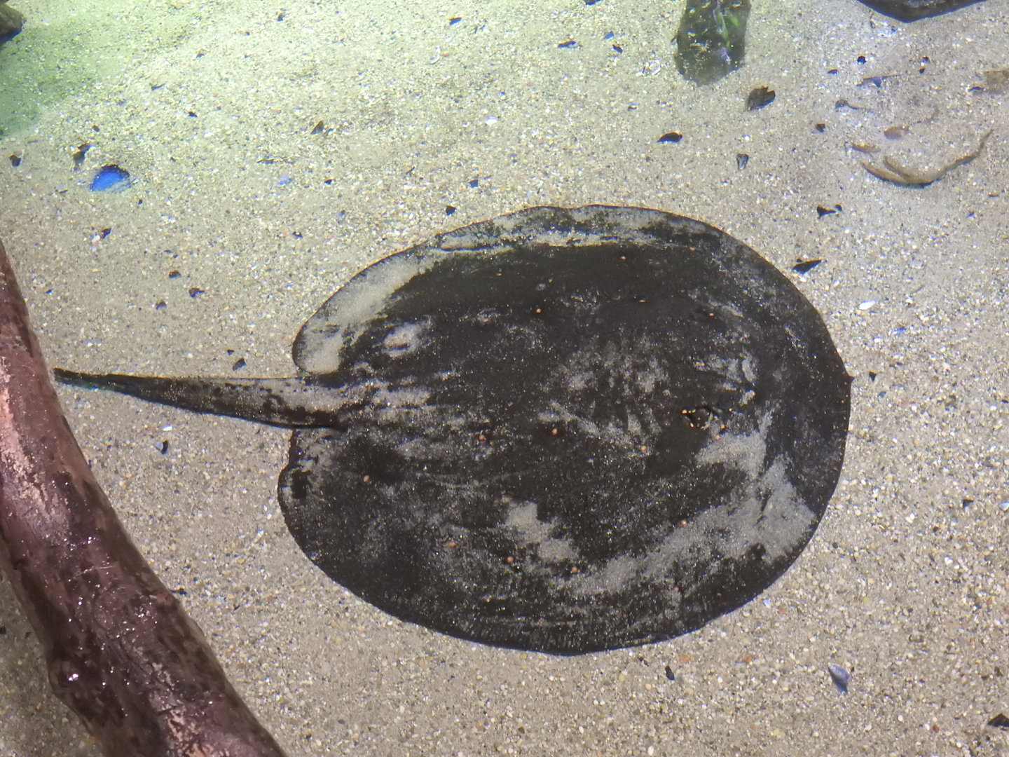 River stingray