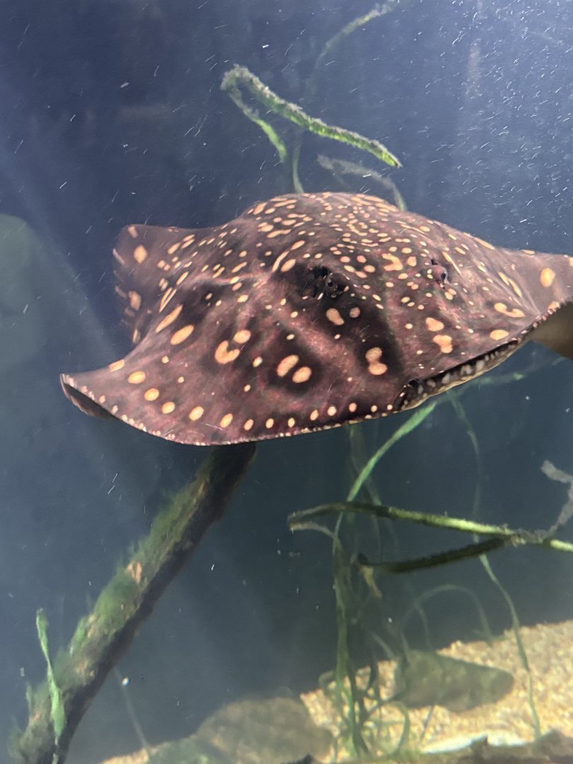 River Stingray