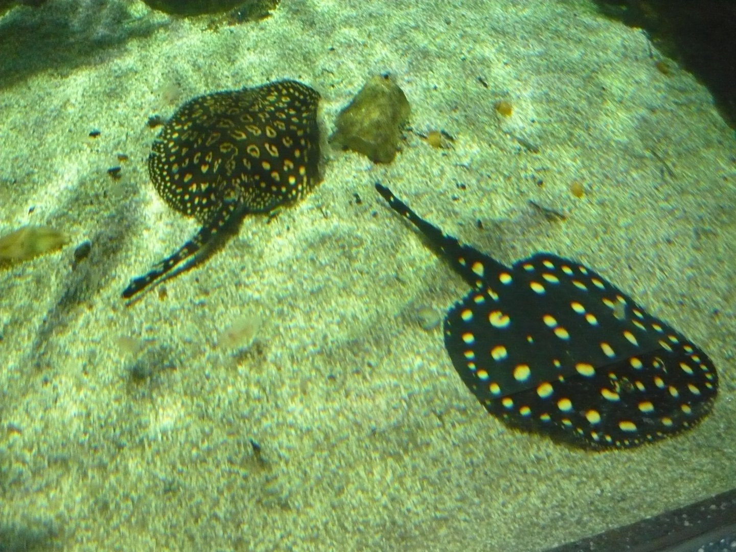 River stingrays