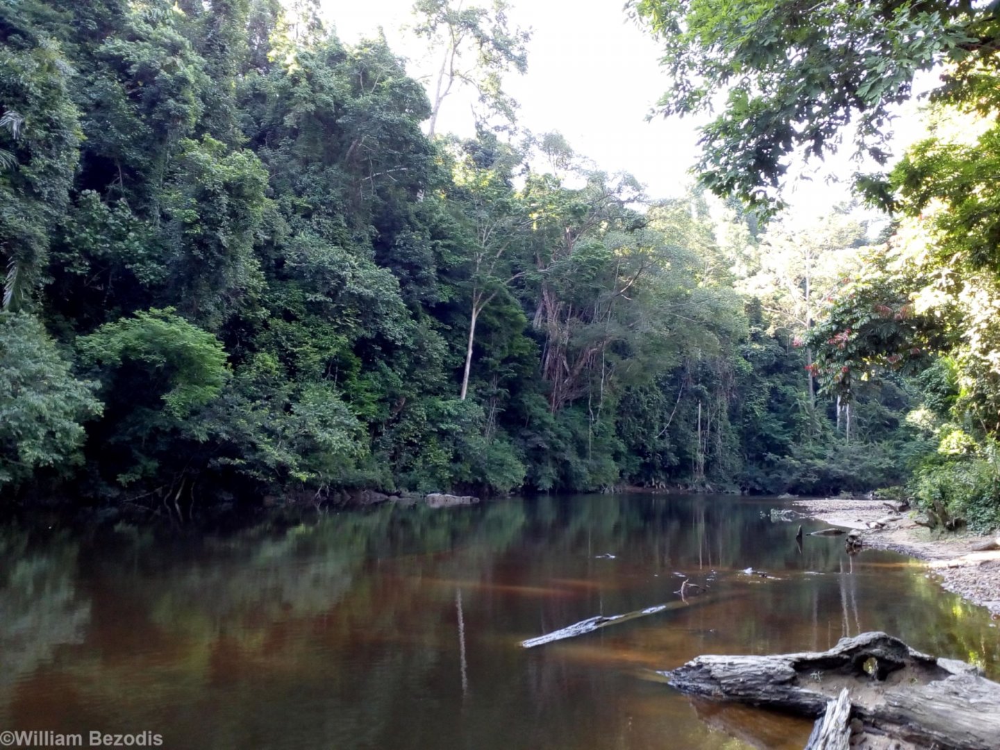 River - Taman Negara