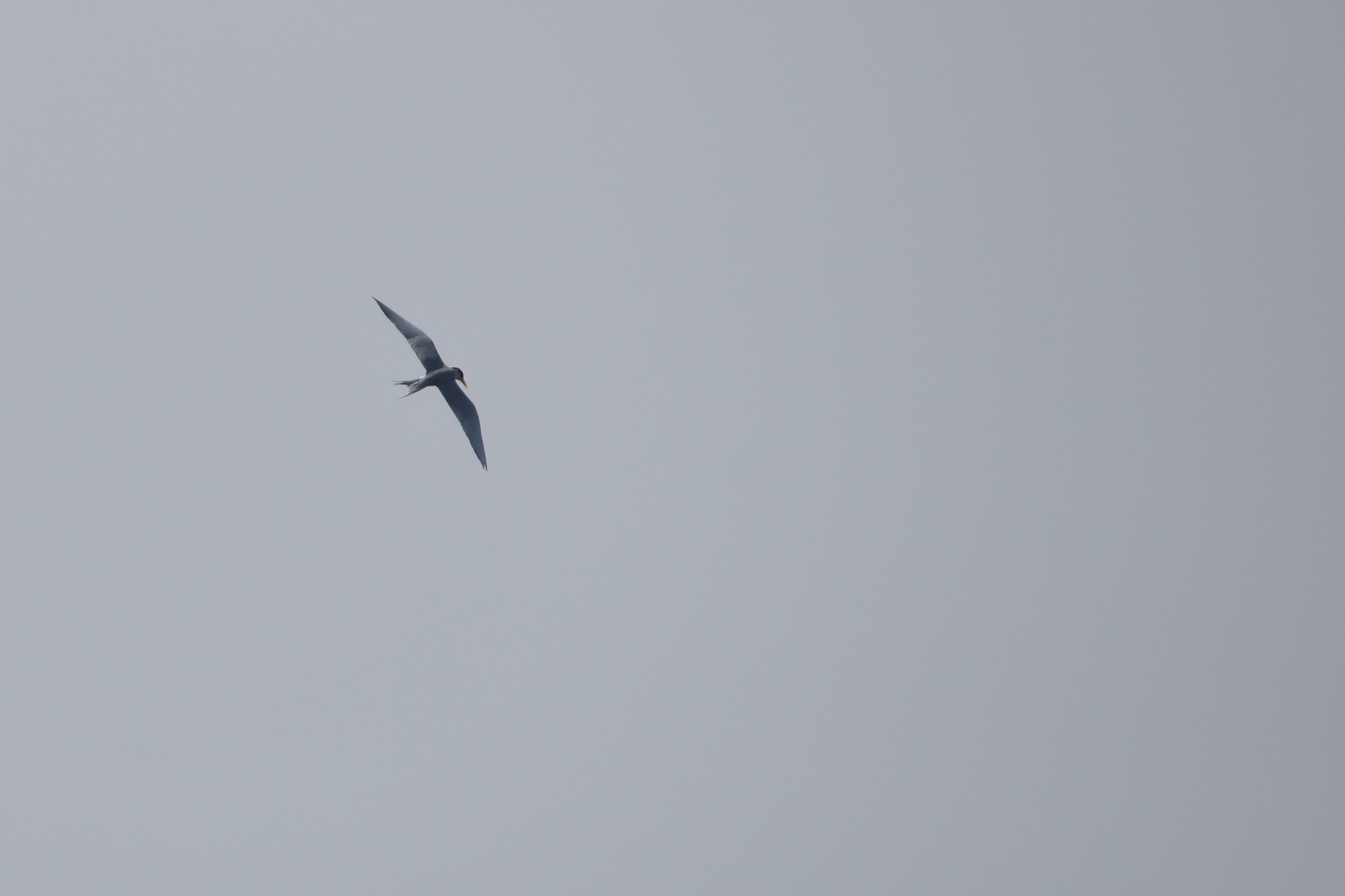 River Tern, Kabini River Lodge, 24th November 2024