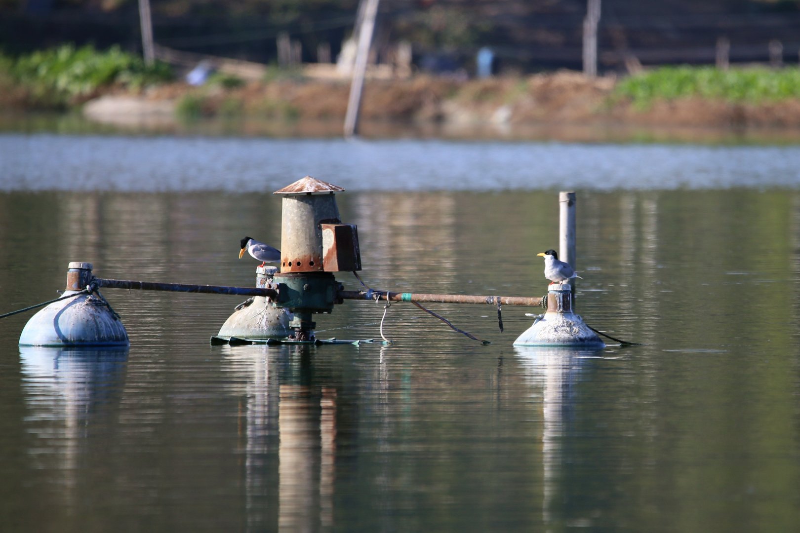River Tern (Sterna aurantia)