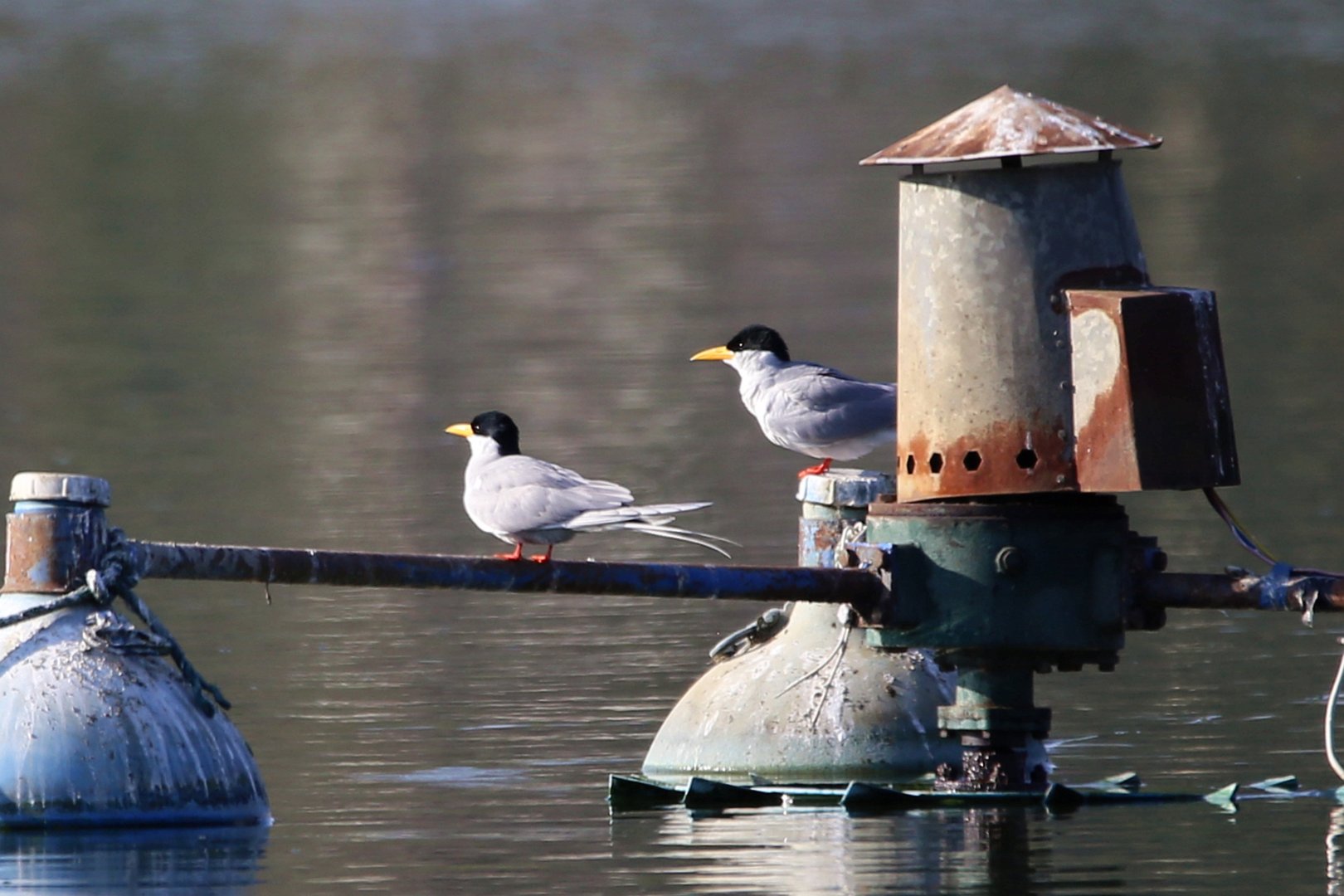 River Tern (Sterna aurantia)