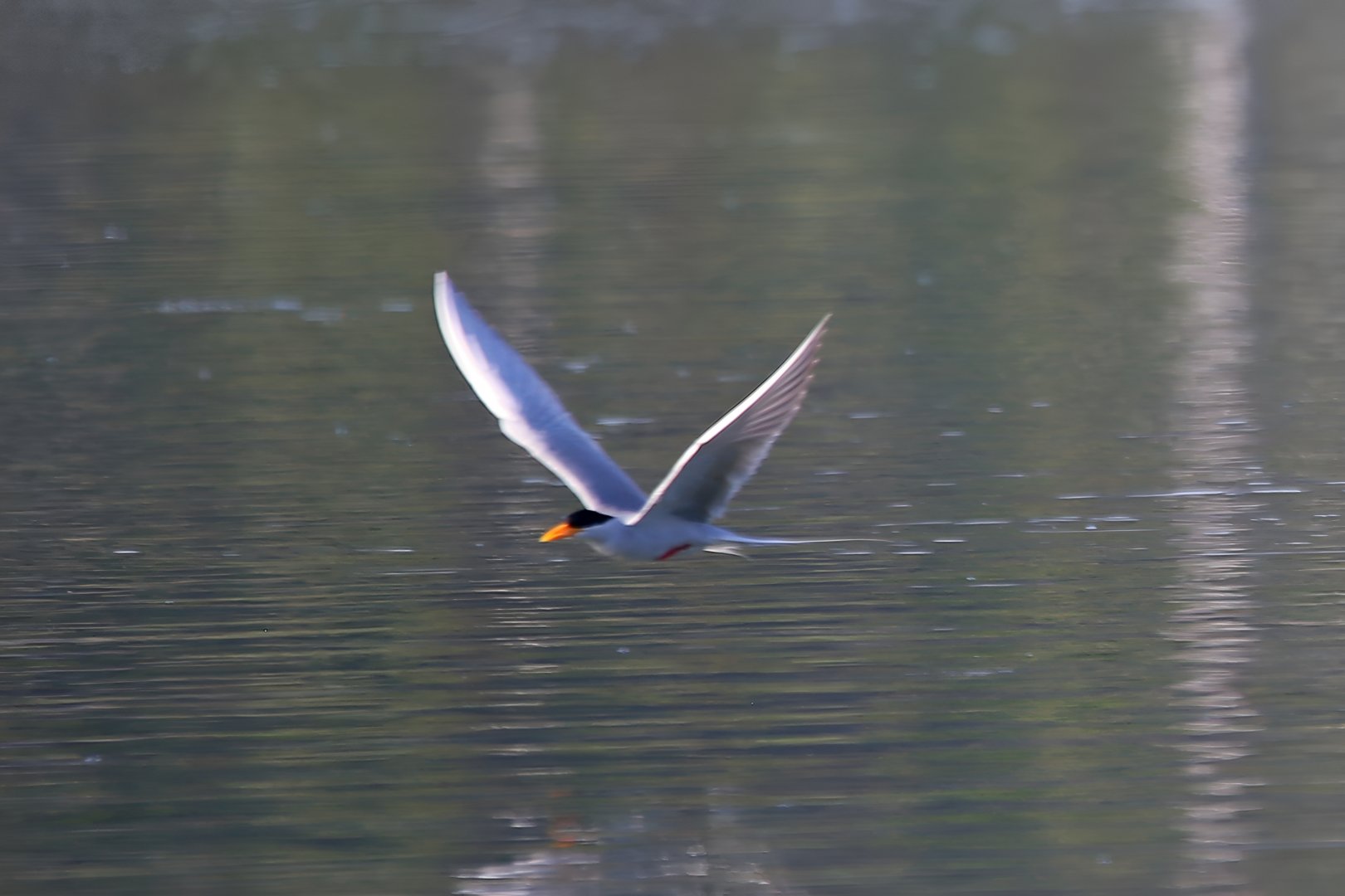 River Tern (Sterna aurantia)