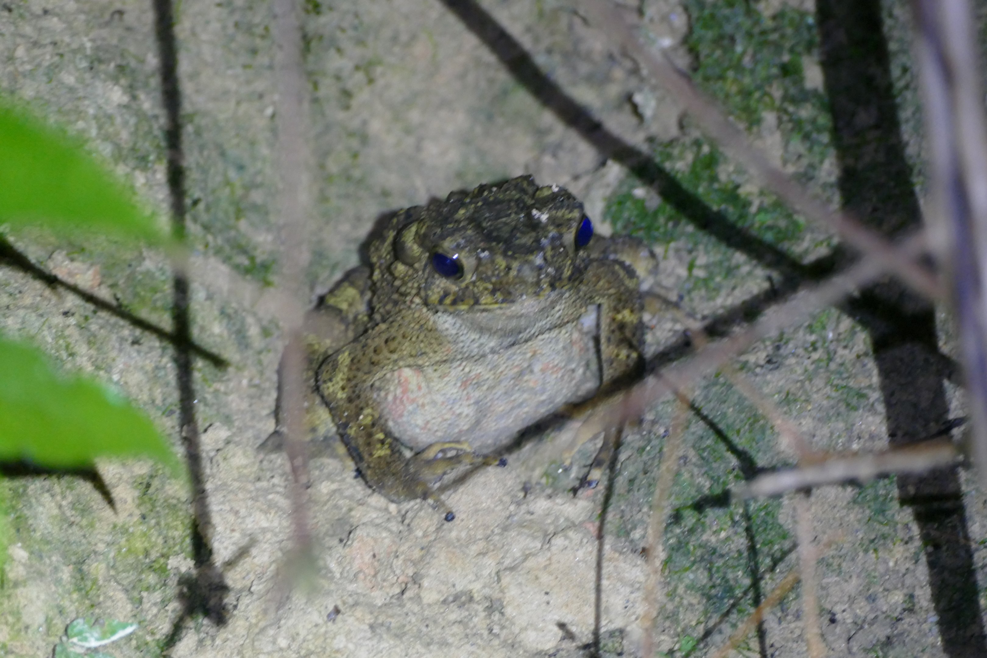 River Toad - Fraser's Hill