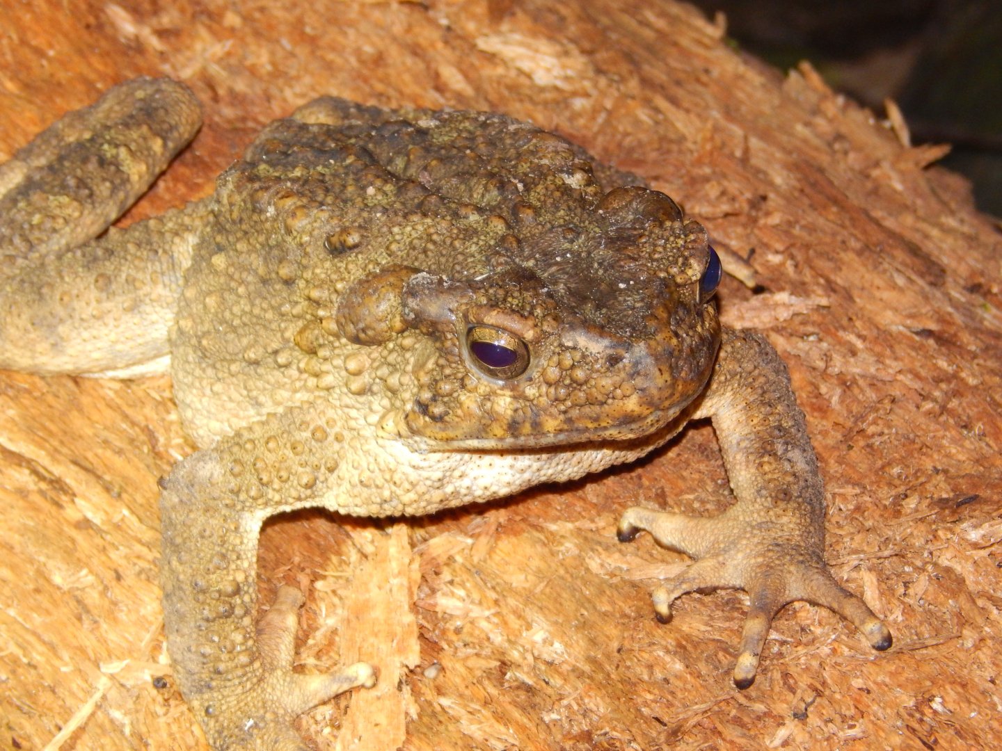 River toad (Phrynoidis asper)