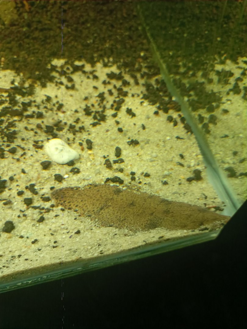 River Tongue Sole (Cynoglossus feldmanni)