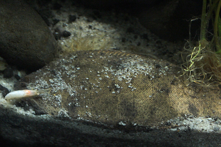 River tonguesole (Cynoglossus feldmanni)