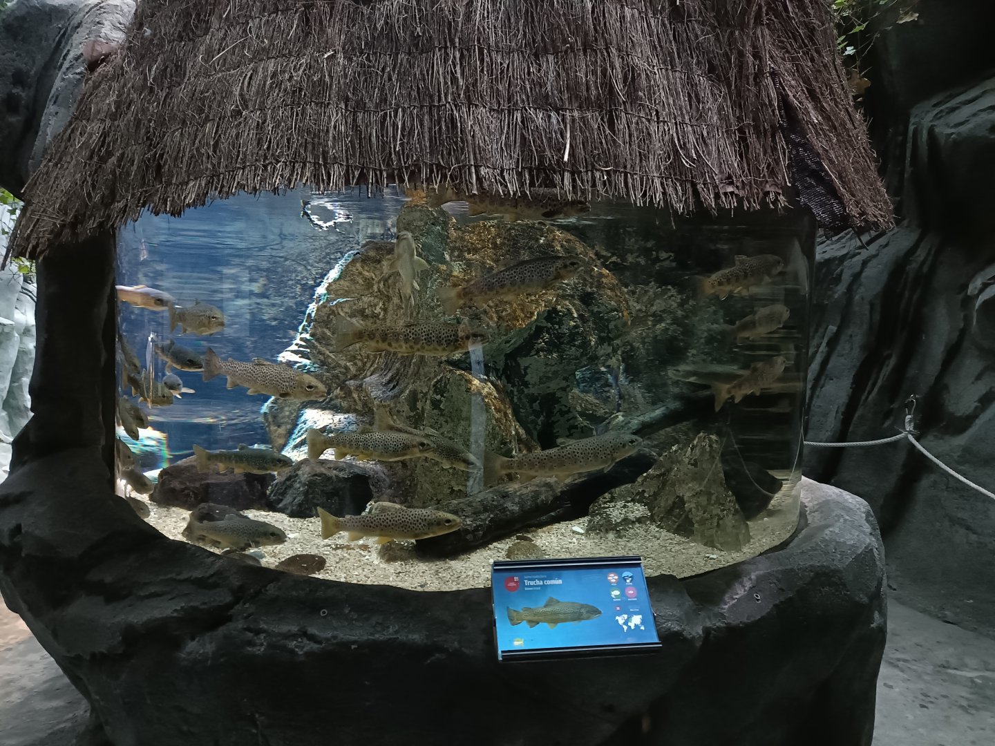 River trout exhibit - Bioparc Acuario de Gijón