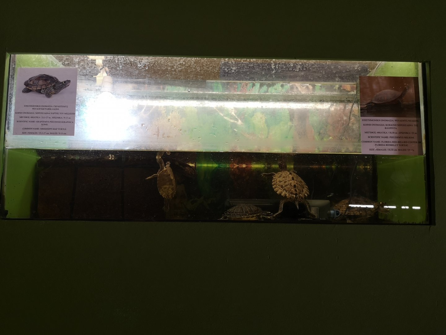 River turtle exhibit