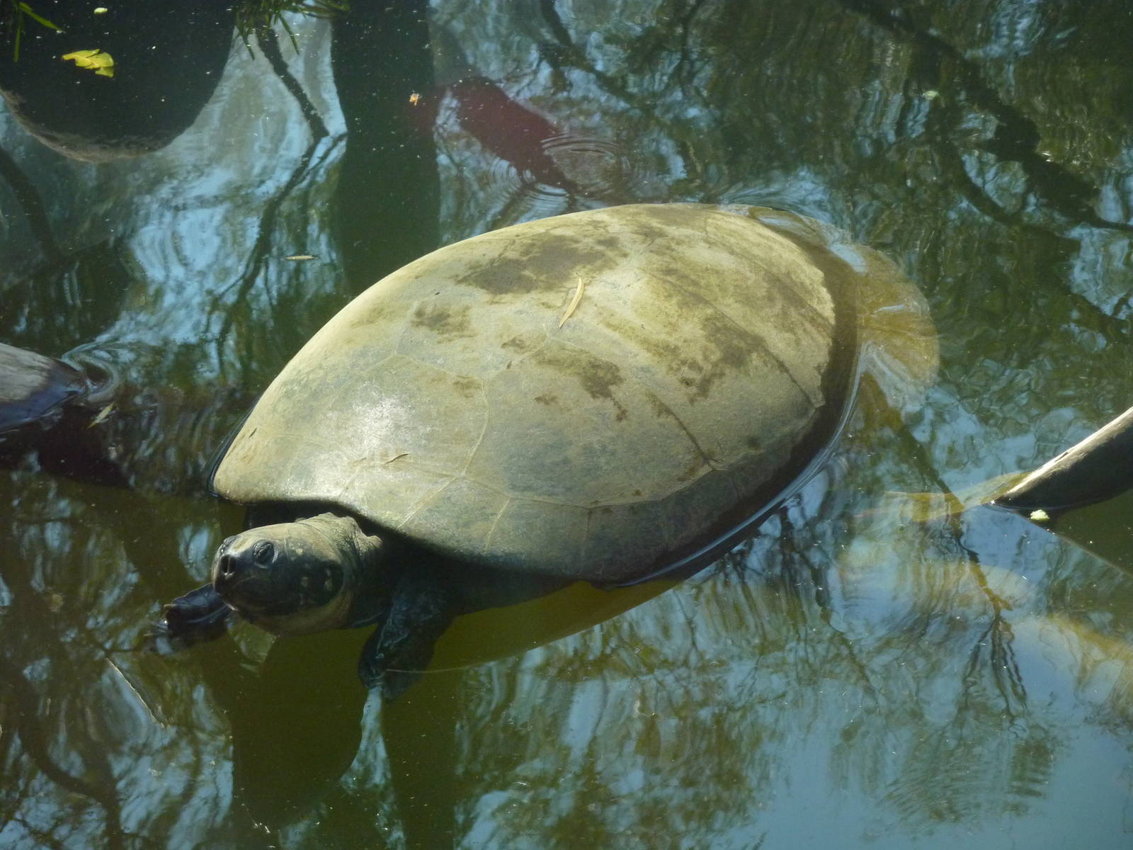 River turtle in the Aquaterrarium