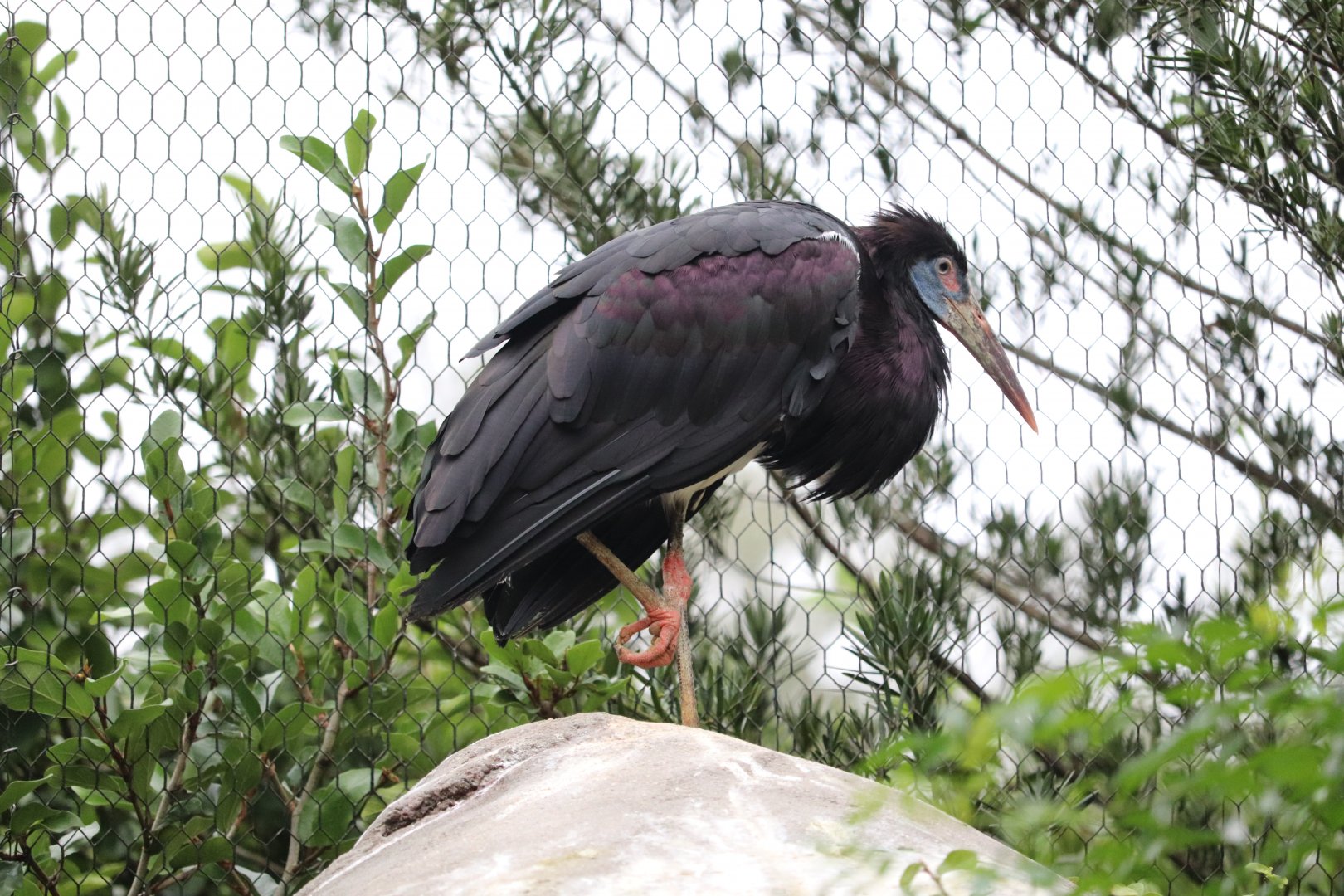 River Valley Aviary - Abdim's Stork
