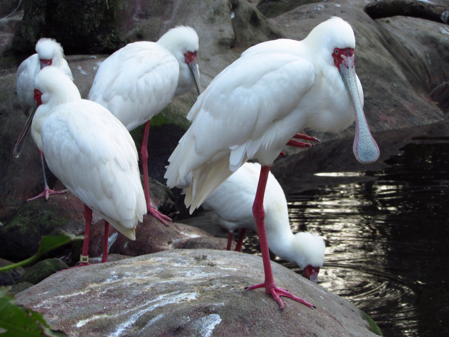 River Valley Aviary African Spoonbill Group