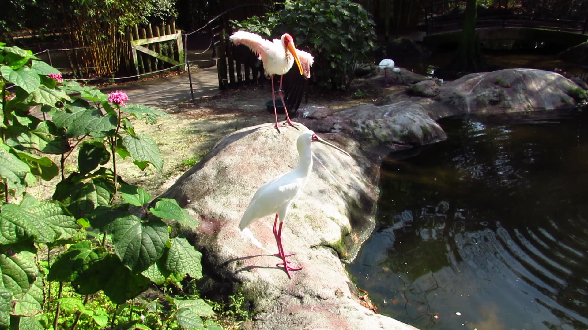 River Valley Aviary African Spoonbill & Yellow Billed Stork