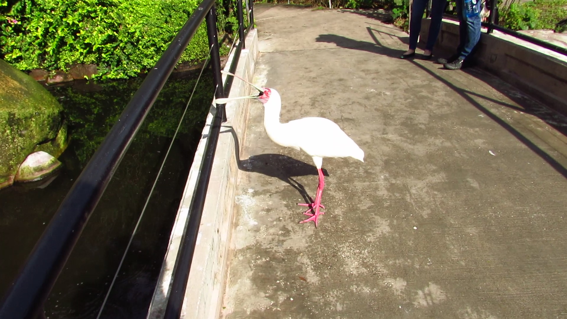 River Valley Aviary African Spoonbill