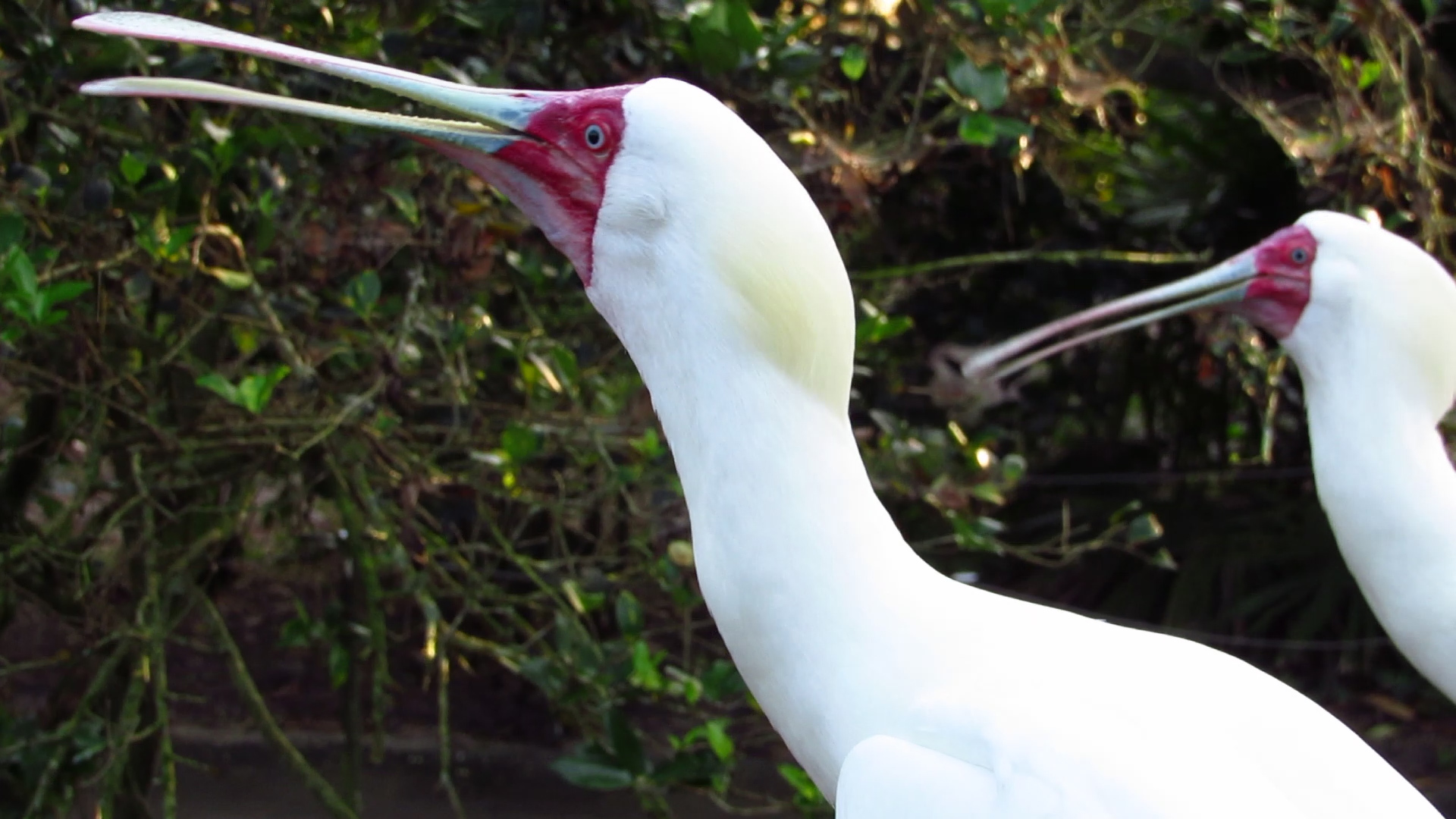 River Valley Aviary African Spoonbills Calling