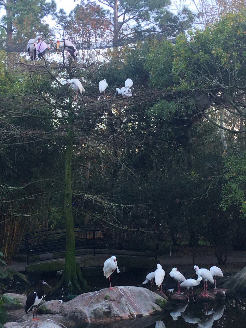 River Valley Aviary African Spoonbills & Yellow Billed Storks
