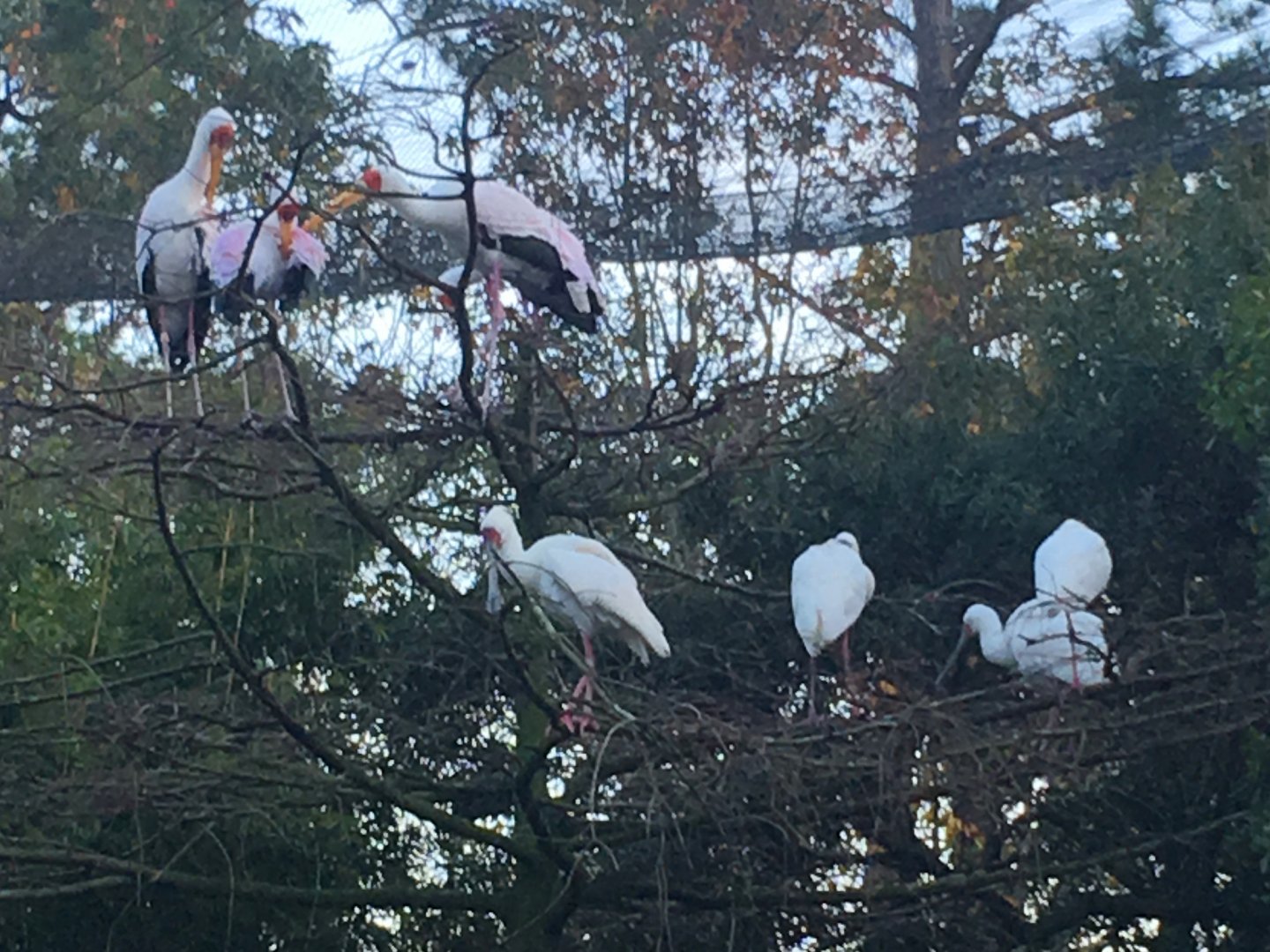 River Valley Aviary African Spoonbills & Yellow Billed Storks
