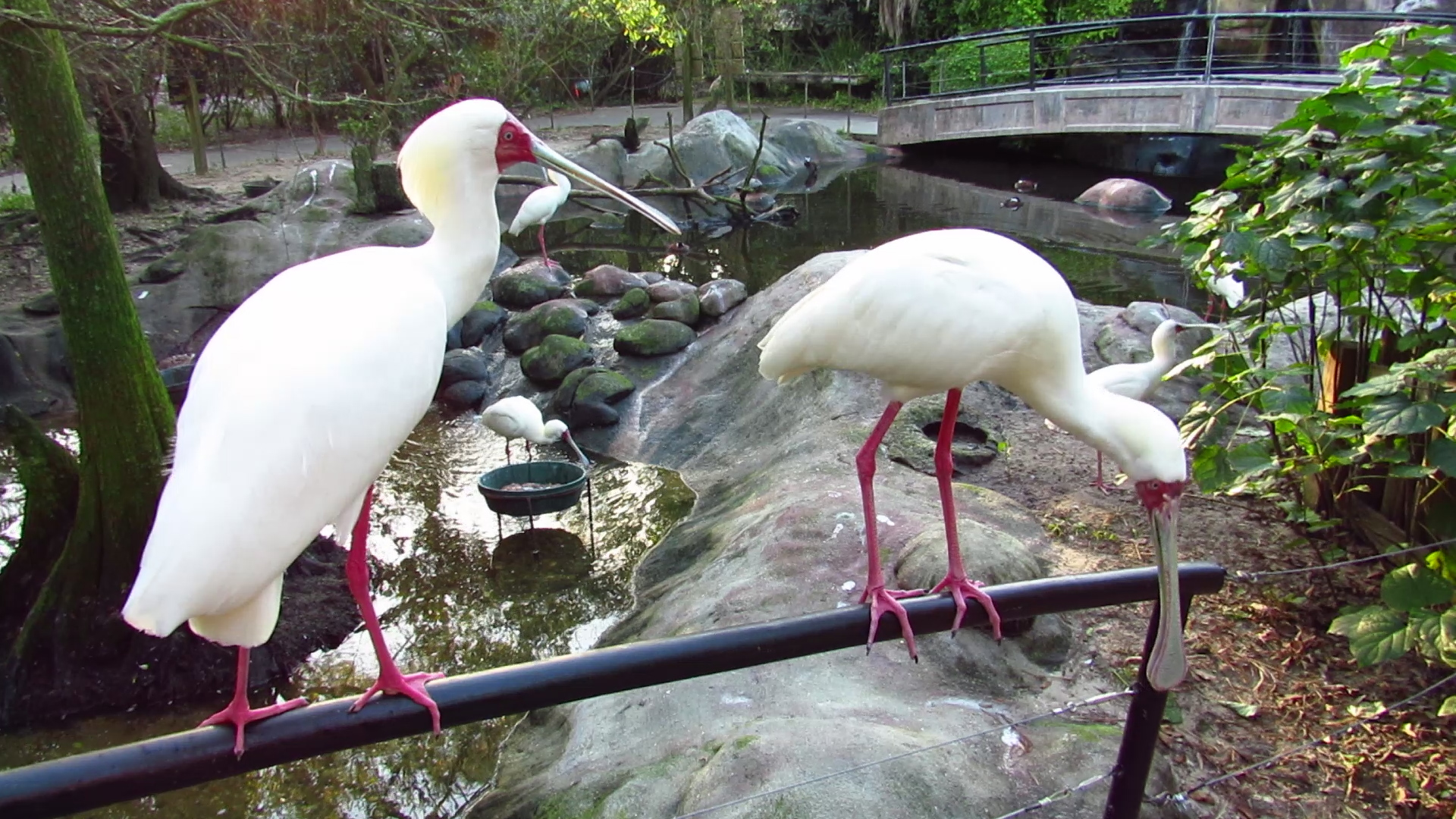 River Valley Aviary African Spoonbills
