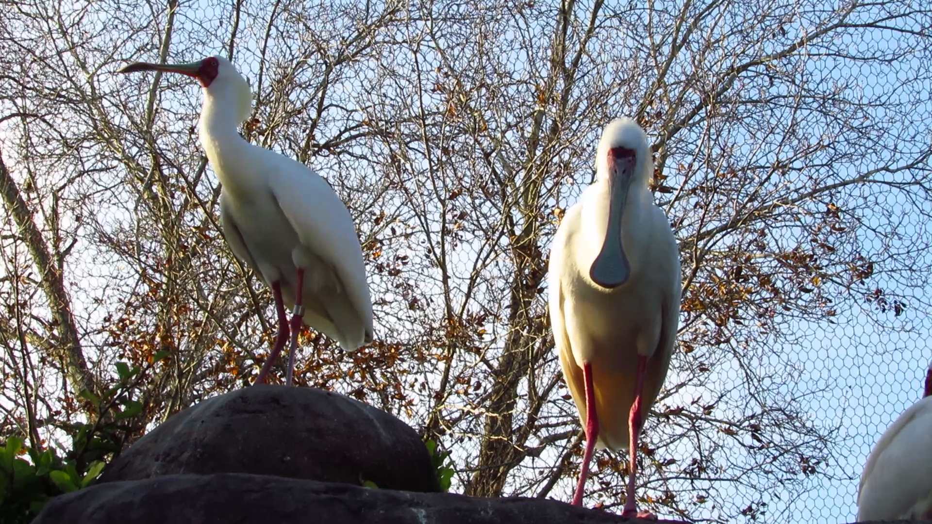River Valley Aviary African Spoonbills