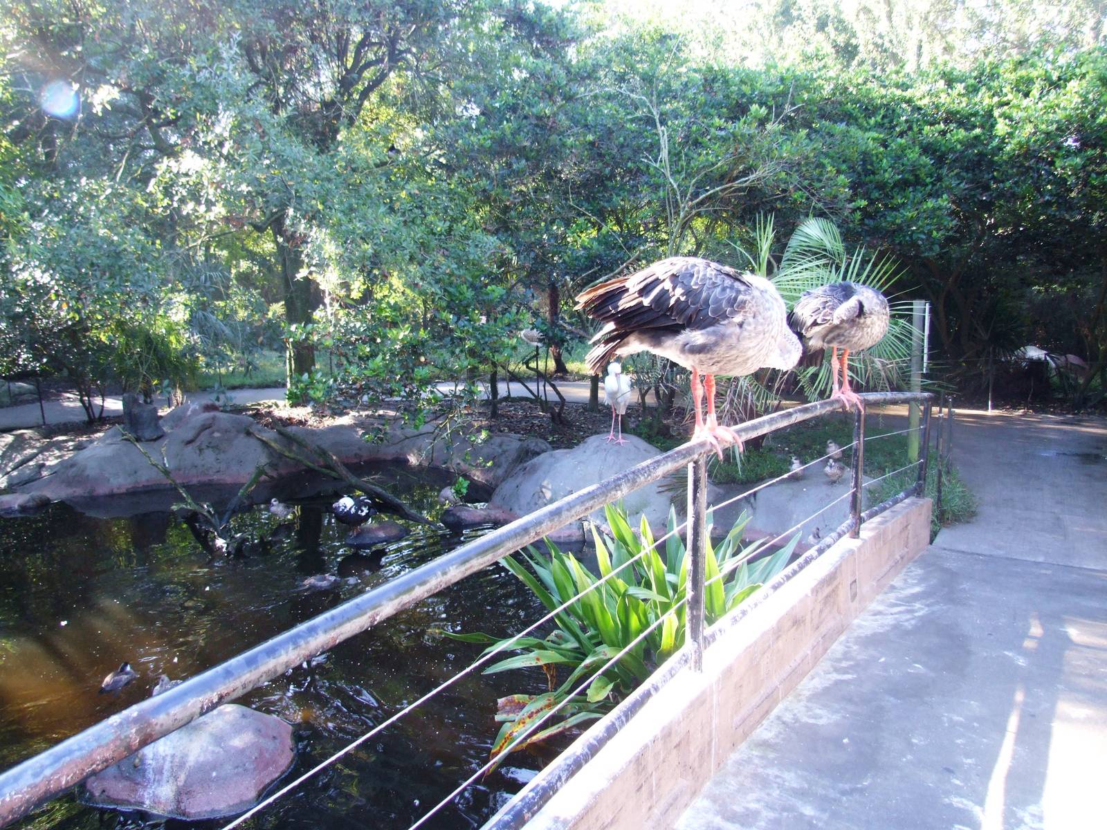 River Valley Aviary at Jacksonville, 10/10/13