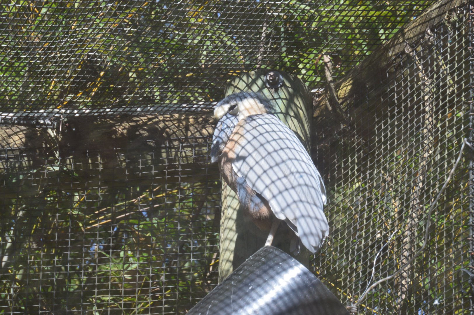 River Valley Aviary - Boat-billed Heron