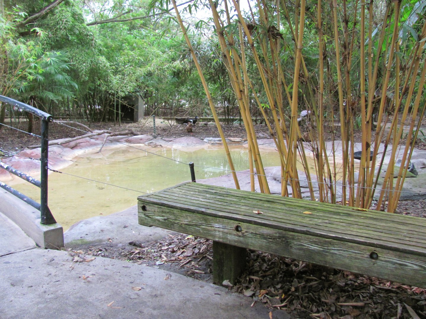 River Valley Aviary Pond