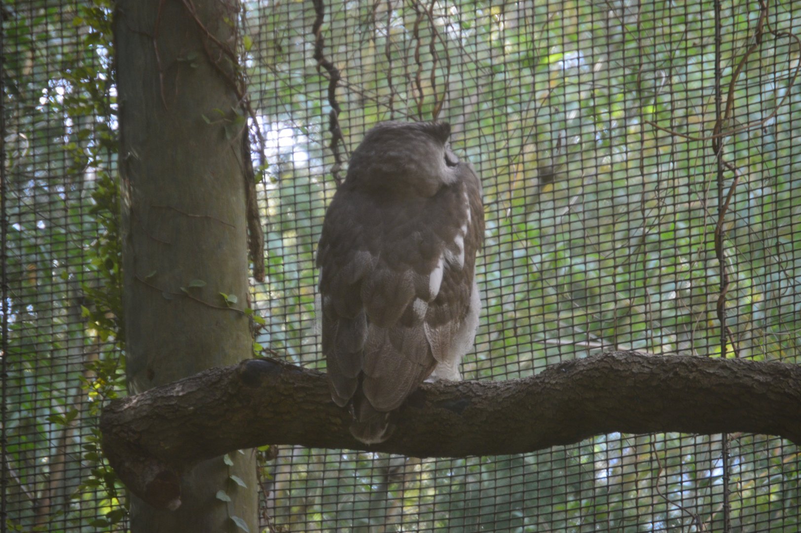 River Valley Aviary - Verreaux’s Eagle Owl