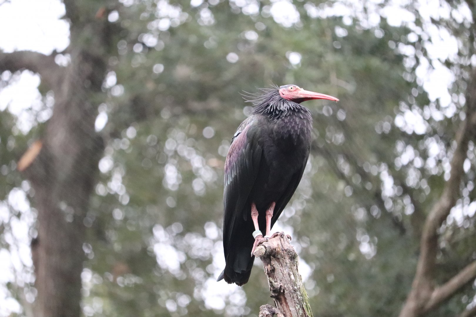 River Valley Aviary - Waldrapp Ibis