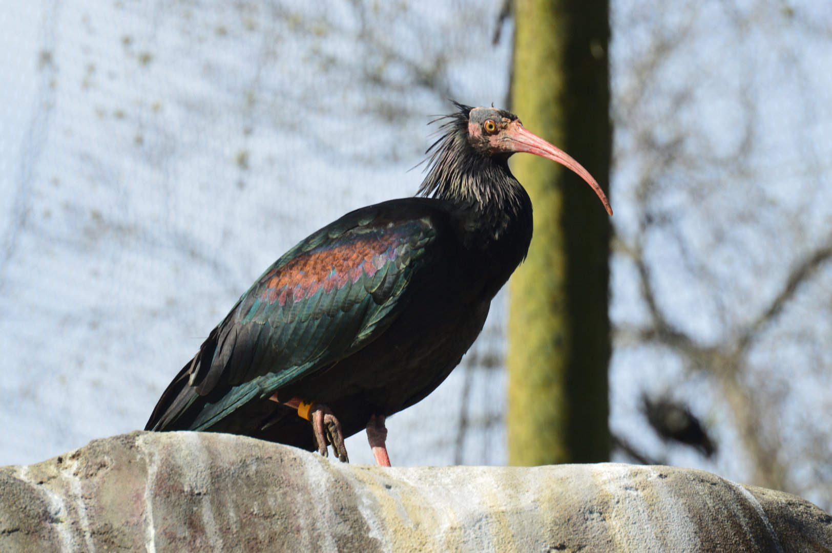 River Valley Aviary - Waldrapp Ibis